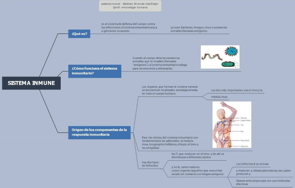 Cuadro-sinoptico-sistema-inmunologico