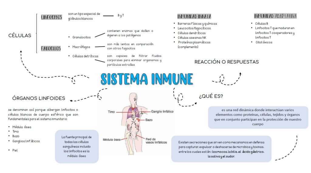 cuadro sinoptico sistema inmunologico